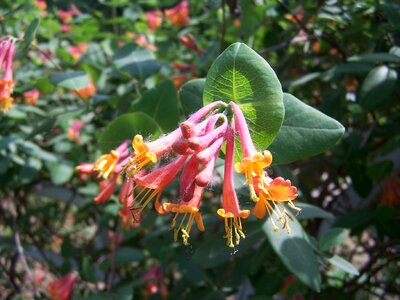 Nature summer garden