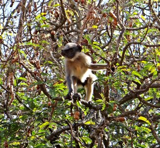 Monkey dharwad india photo