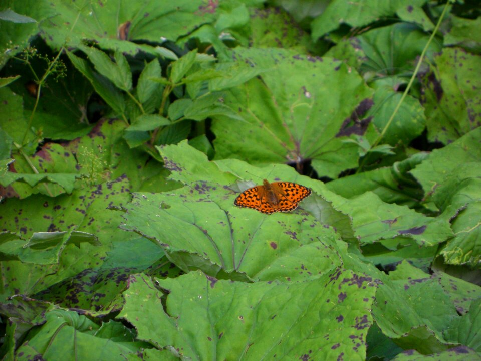 Insect splash of color nature