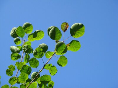 Green leaves summer trees photo
