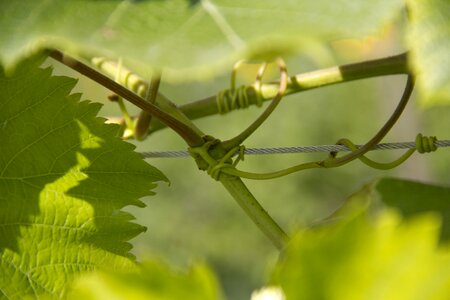 Nature plant uhudler