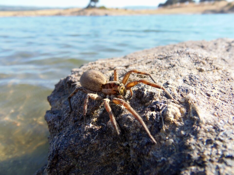 Insects nature tarantula