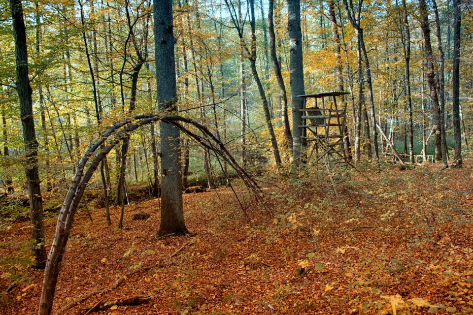 Autumn forest fall foliage tree