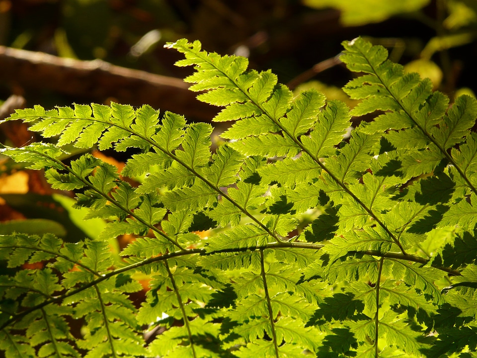 Backlighting flora shine through