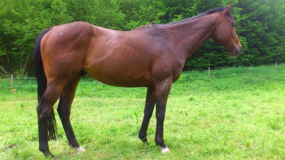 Racehorse horse Free photos