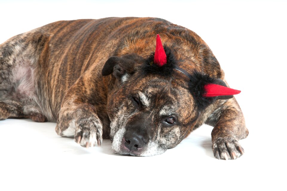 Devil dogs portrait