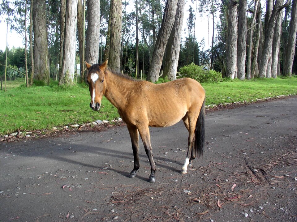 Horse eucalyptus ecuador