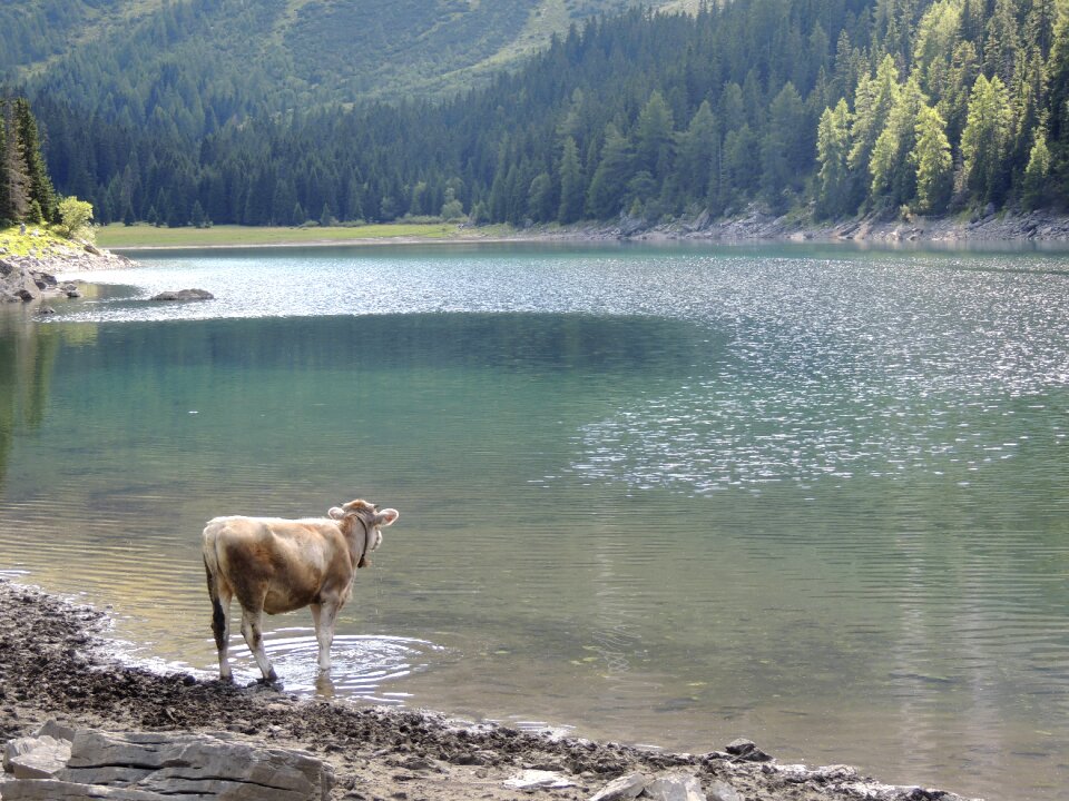 Animal ruminant wild