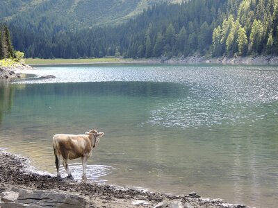 Animal ruminant wild