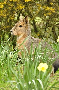 Hare easter daffodil photo