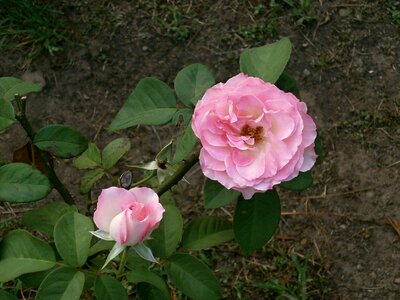 Rose pink flower rose garden