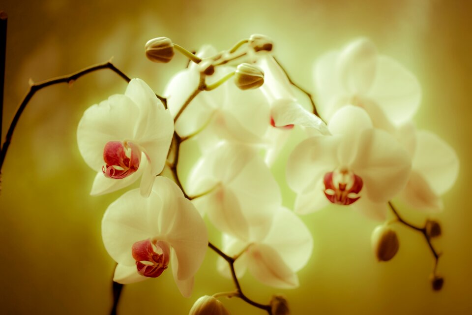 Phaleonopsis blossom bloom