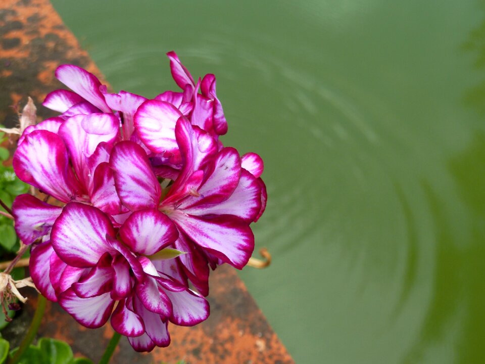 Pink flowers water rose flowers