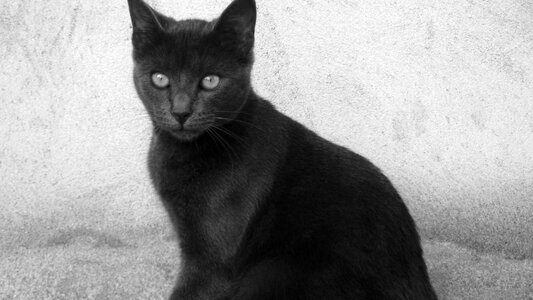 Black nature animals