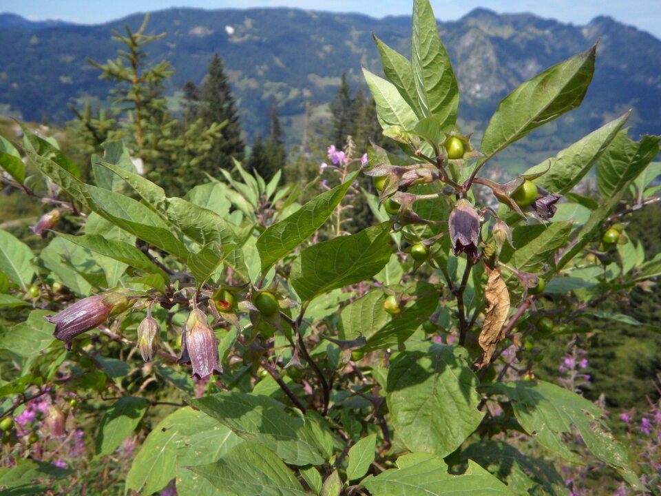 Plant alpine allgäu