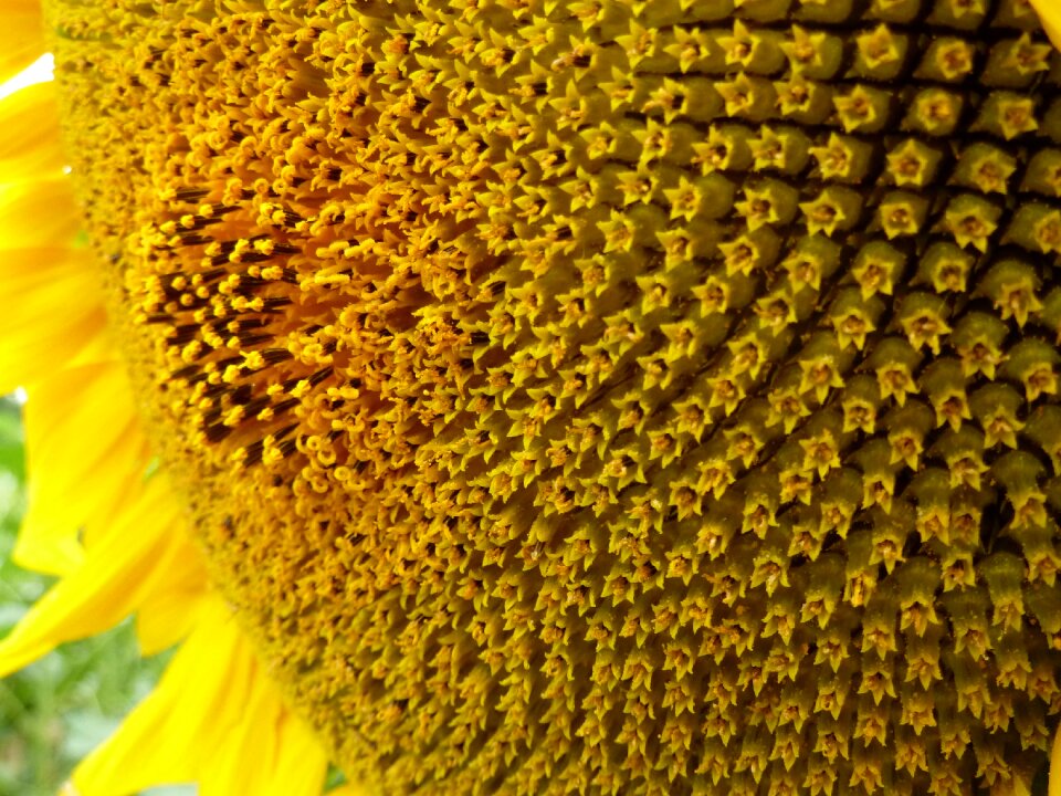 Yellow was nature petal