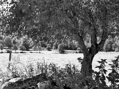 Black and white vegetation prairie