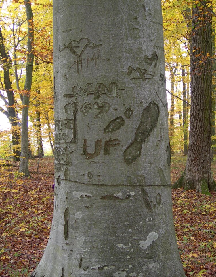 Bark nature autumn forest