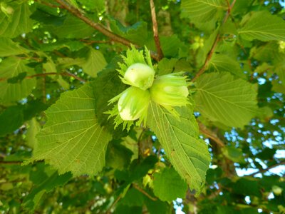 Leaves green nature