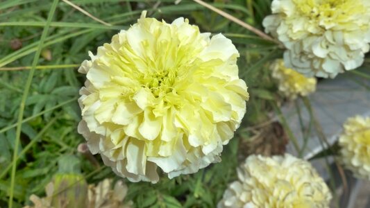 Yellow pompom nature