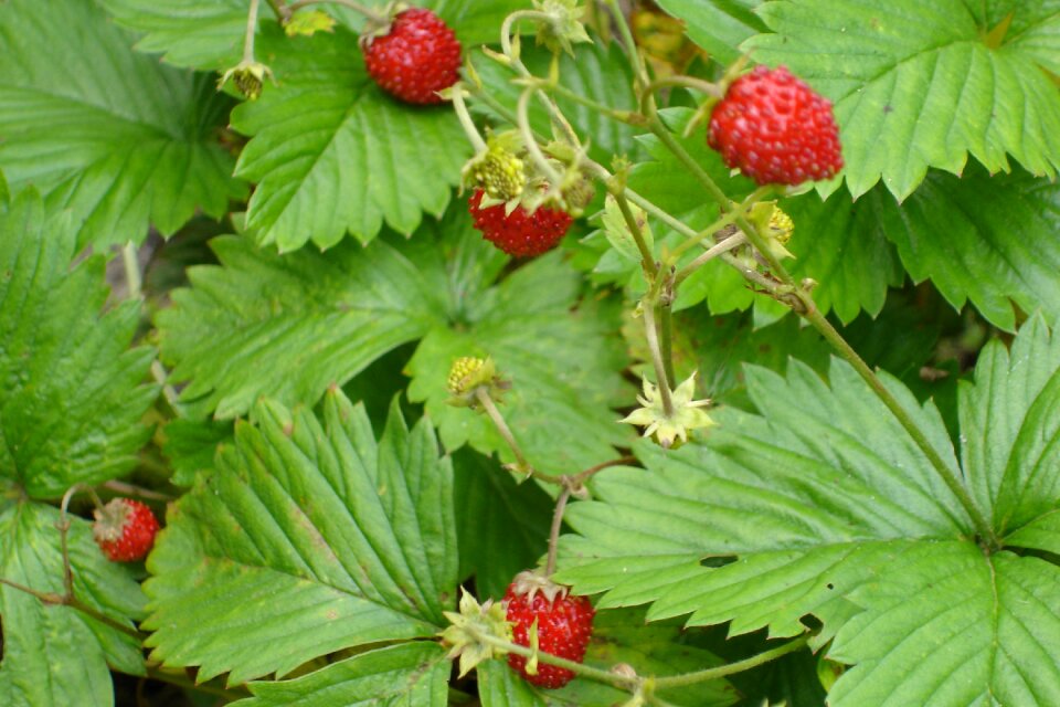 Strawberries forest fruits