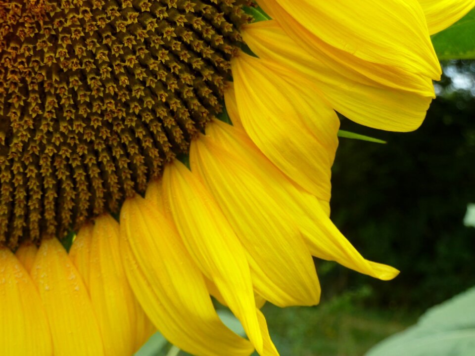 Yellow was nature petal