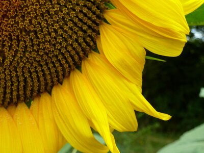 Yellow was nature petal