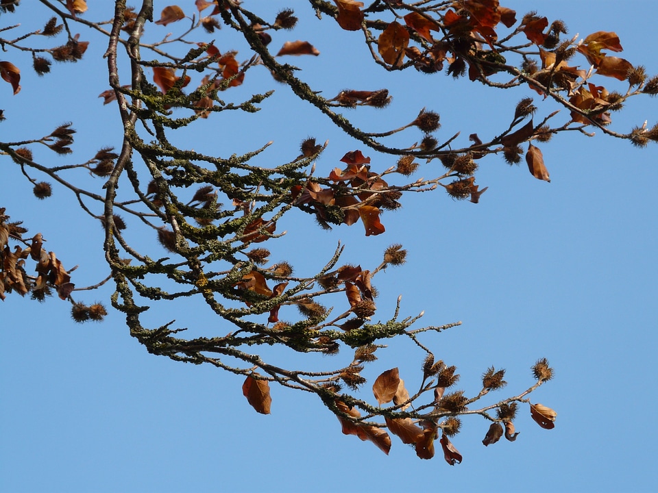 Beech fagus sylvatica deciduous tree book