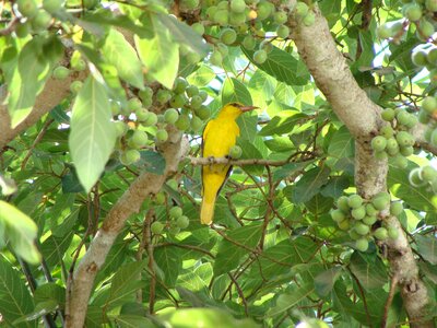 Avian songbird western ghats