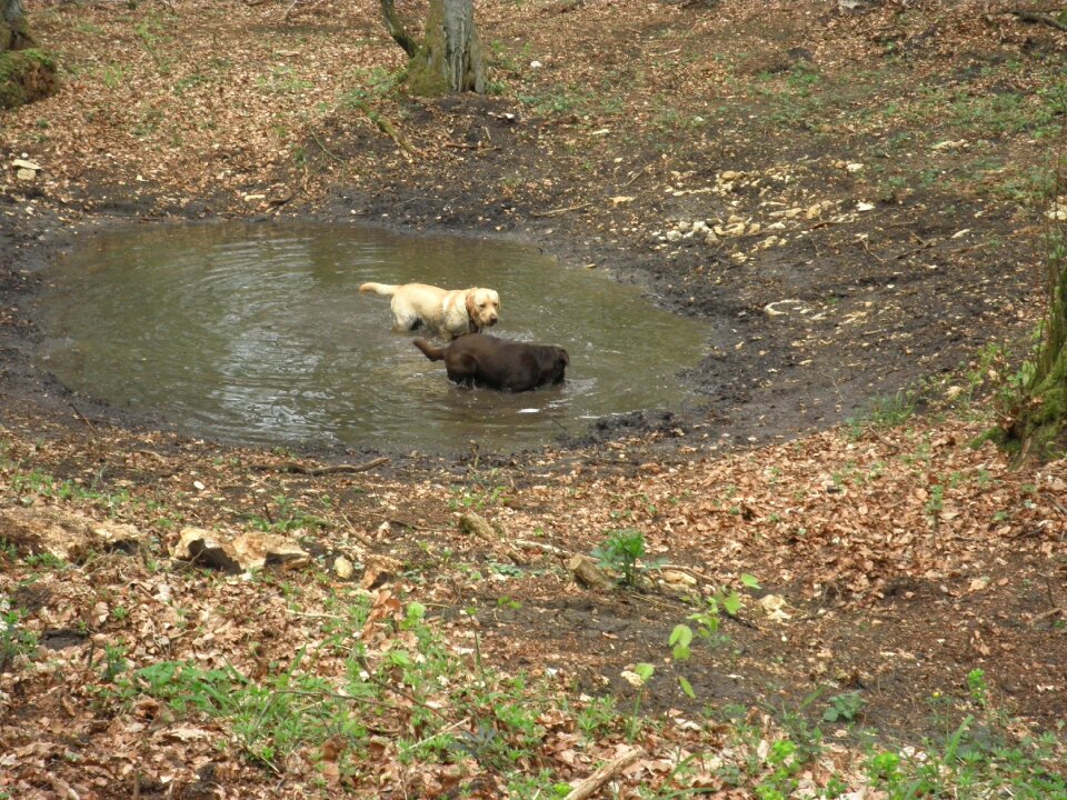 Labrador retriever boar photo