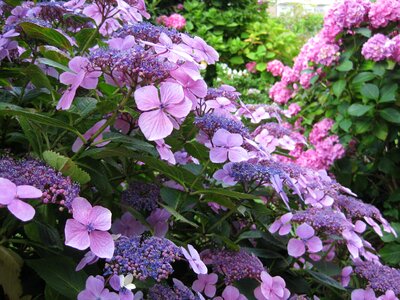 Purple petals close-up