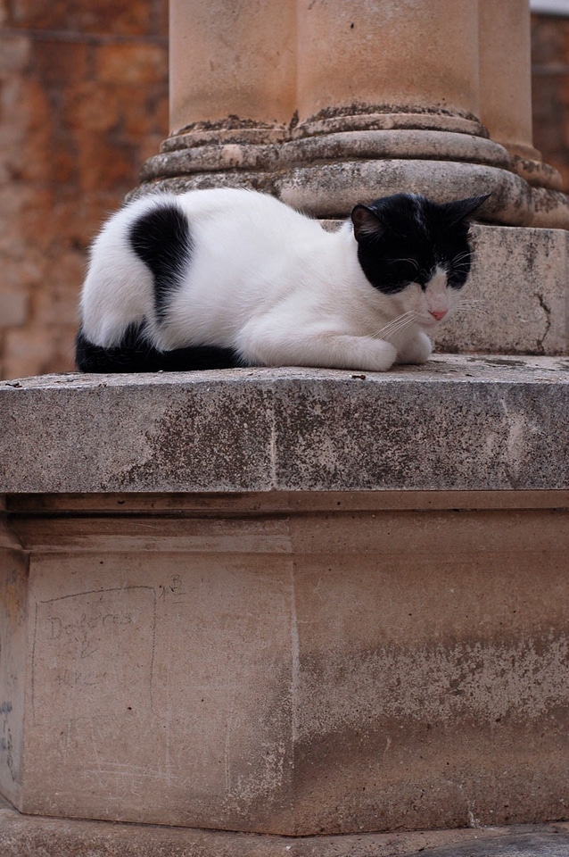 Animal black white