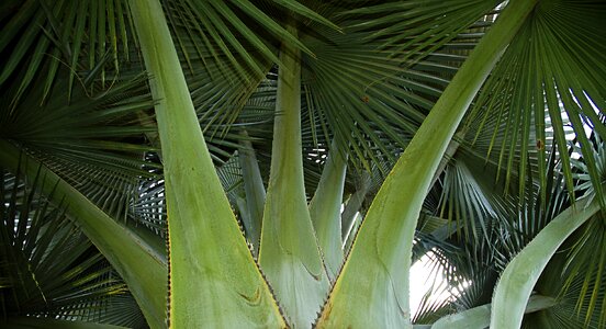 Palm fan palm green