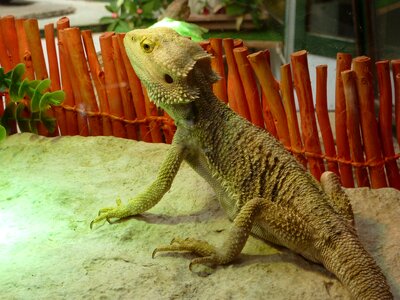 Reptile nature picture