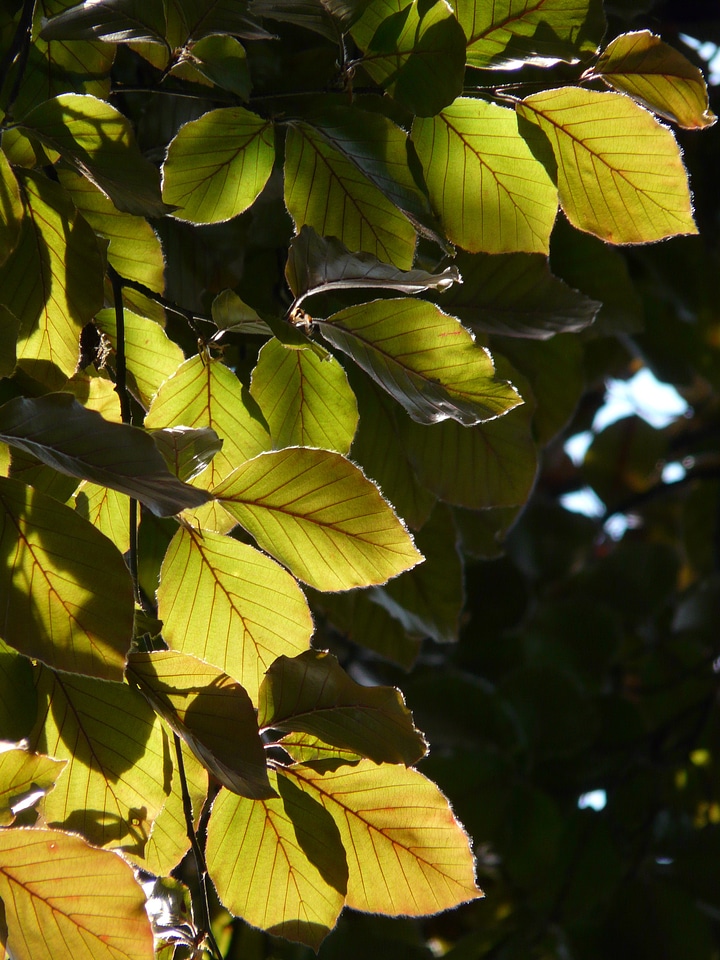Fagus sylvatica purpurea f fagus sylvatica l atropunicea beech