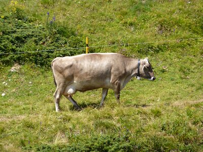 Horns pasture animals
