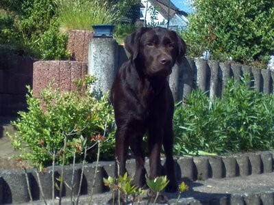 Labrador chocolate photo photo