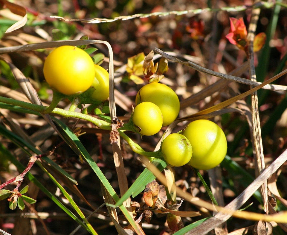 Prickly berries seeds