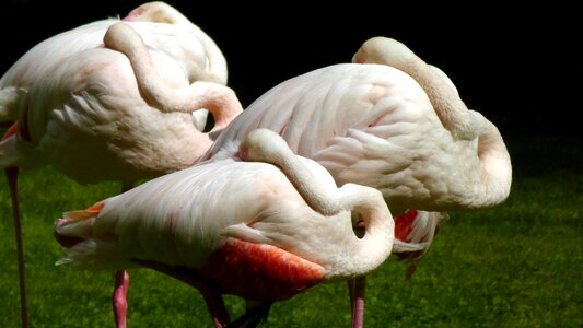 Bird in the free zoo
