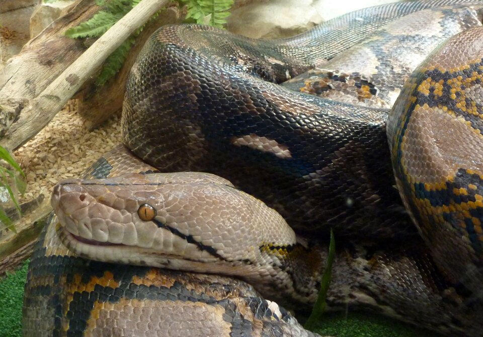 Snake reptile head