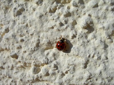 Beetle wall crawl photo