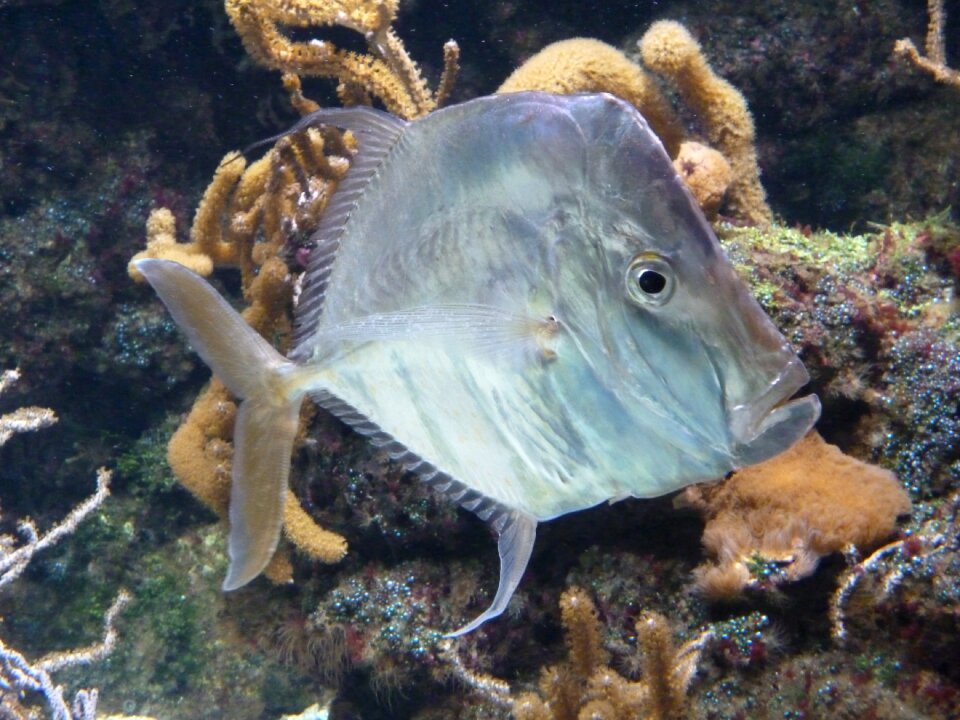 Fish water the silence