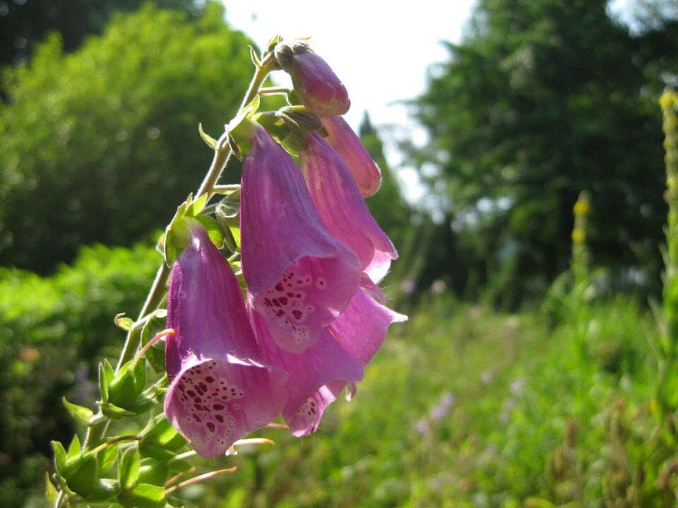 Nature plant violet