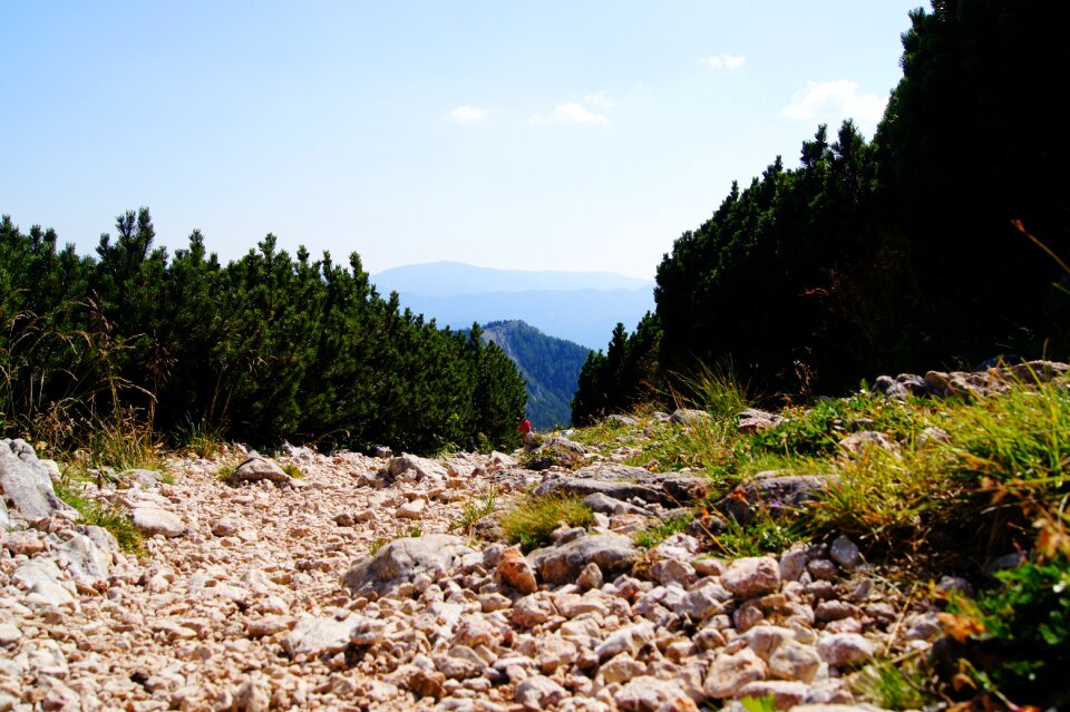 Mountain pine nature plant