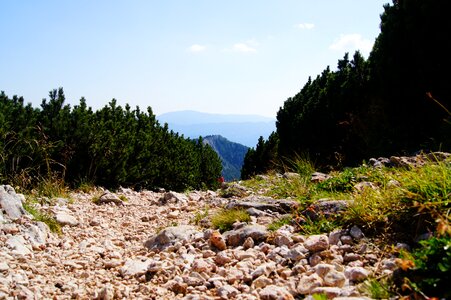 Mountain pine nature plant