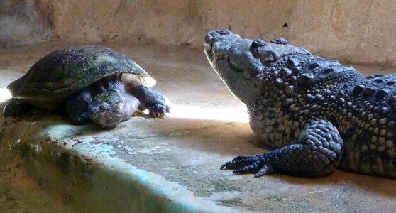 Turtle crocodile animals photo