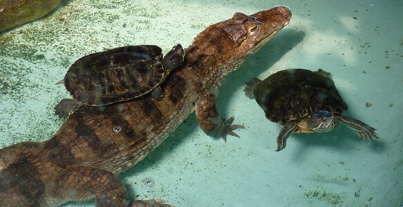 Turtle crocodile picture photo