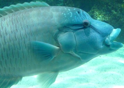 Blue fish nature