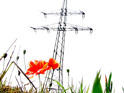 Bloom strommast nature