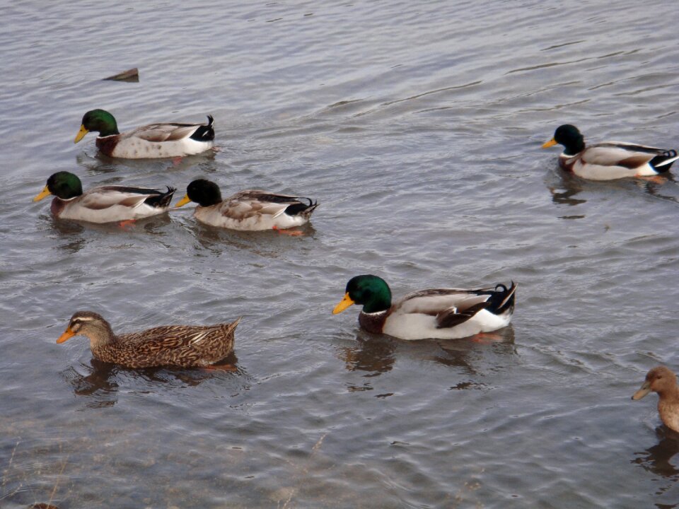 Animal duck bird bird photo